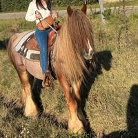 Gypsy Vanner - Jack il capellone