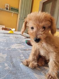 Maltipoo tor