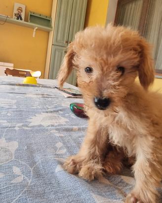Maltipoo tor