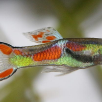 Avannotti endler / Guppy