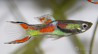 Avannotti endler / Guppy