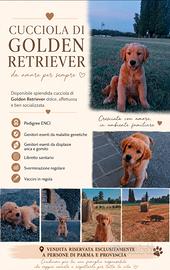 Golden retriver americana di 3 mesi