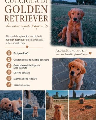 Golden retriver americana di 3 mesi