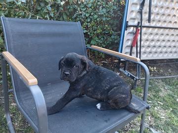 Cucciola cane corso