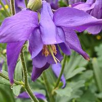 SEMI DI AQUILEGIA 