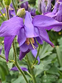 SEMI DI AQUILEGIA 