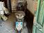 Immagine 2