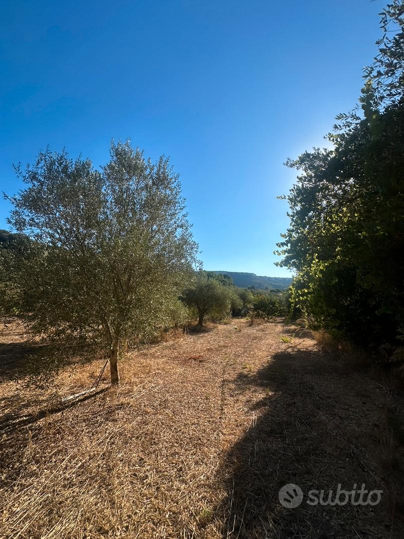 Terreno con ulivetto - Vista 4