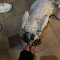 Cane maschio adulto di 8 anni