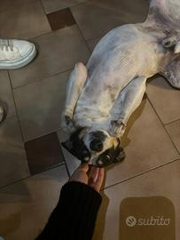 Cane maschio adulto di 8 anni