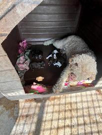 Lagotto romagnolo