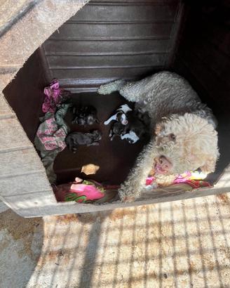 Lagotto romagnolo