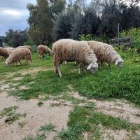 Arieti razza sarda Arr/Arr