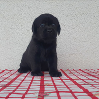 Labrador neri cuccioli