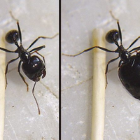 Colonie Messor capitatus(formica testa grande)