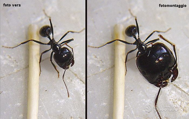 Colonie Messor capitatus(formica testa grande)