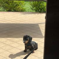 Piccola e dolce bassotto standard