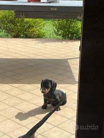 Piccola e dolce bassotto standard