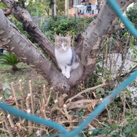 Gattina tricolore