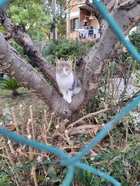 Gattina tricolore