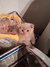 Scottish fold femmina 2,5 mesi