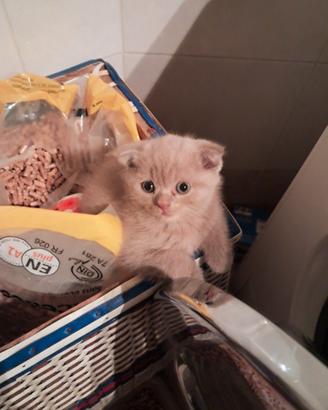 Scottish fold femmina 2,5 mesi