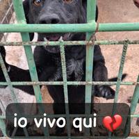 Smoke 4 anni- implora qualcuno si accorga di lui