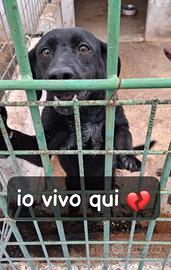 Smoke 4 anni- implora qualcuno si accorga di lui