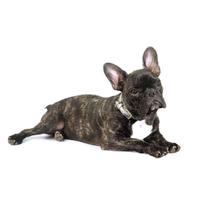 Bulldog francese 5 anni sterilizzata