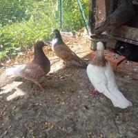 Colombi California doppio petto