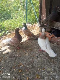 Colombi California doppio petto