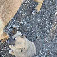 Cucciolo Pastore belga