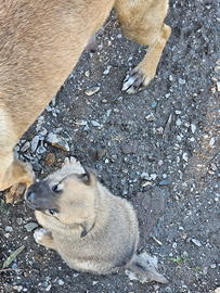 Cucciolo Pastore belga