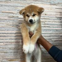 Cuccioli Akita inu con pedigree Enci