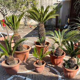 lotto 6 pianta cycas revoluta di oltre 10 anni