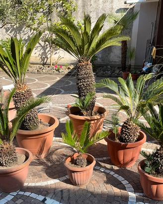 lotto 6 pianta cycas revoluta di oltre 10 anni