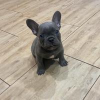 Bull dog francese