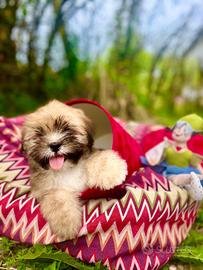 Cuccioli di Lhasa Apso