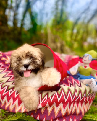 Cuccioli di Lhasa Apso