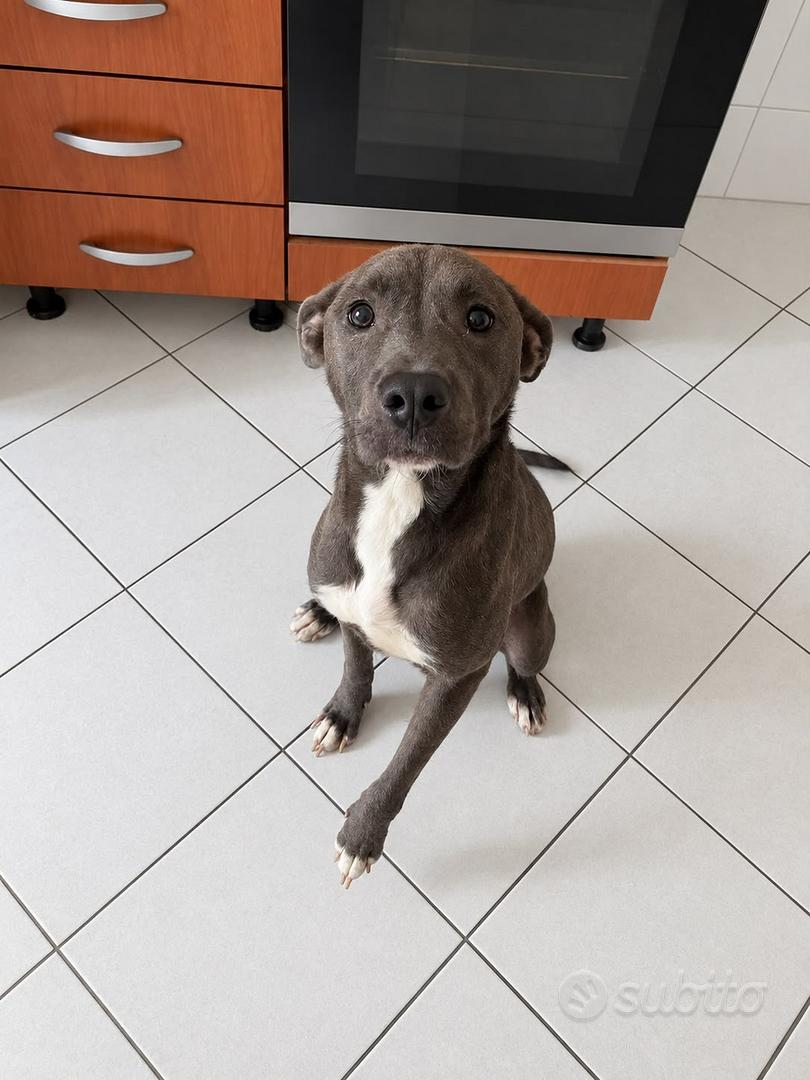 Cane femmina - Animali In regalo a Pavia