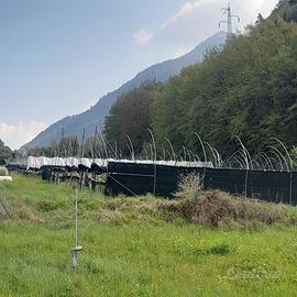 Serre di fragole