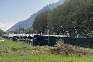 Serre di fragole