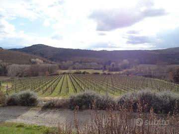 Casale in pietra vigneto e cantina Siena