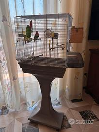 Inseparabili giovani. Acquistati a dicembre 2025