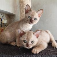 Cuccioli Burmesi Europei