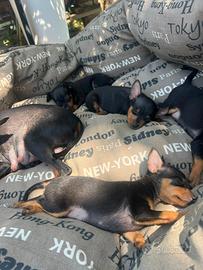 Cuccioli pinscher