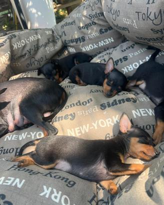 Cuccioli pinscher