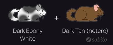 Cincillà interessa , valuto mutazioni