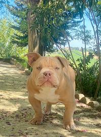 American bully pocket