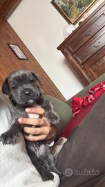 Cuccioli cane corso